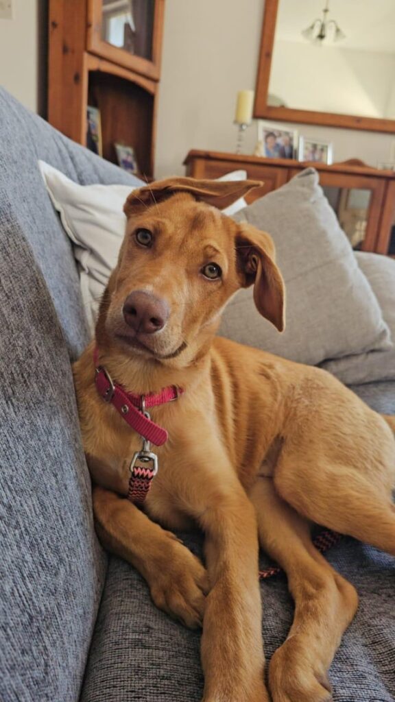 家を必要とする犬を見つけることについてどこに投稿するのか考えていますか？