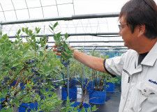 ブルーベリーの旬 到来  ミヤコブルーベリー「実つき、すごくいい」〈相模原市緑区〉