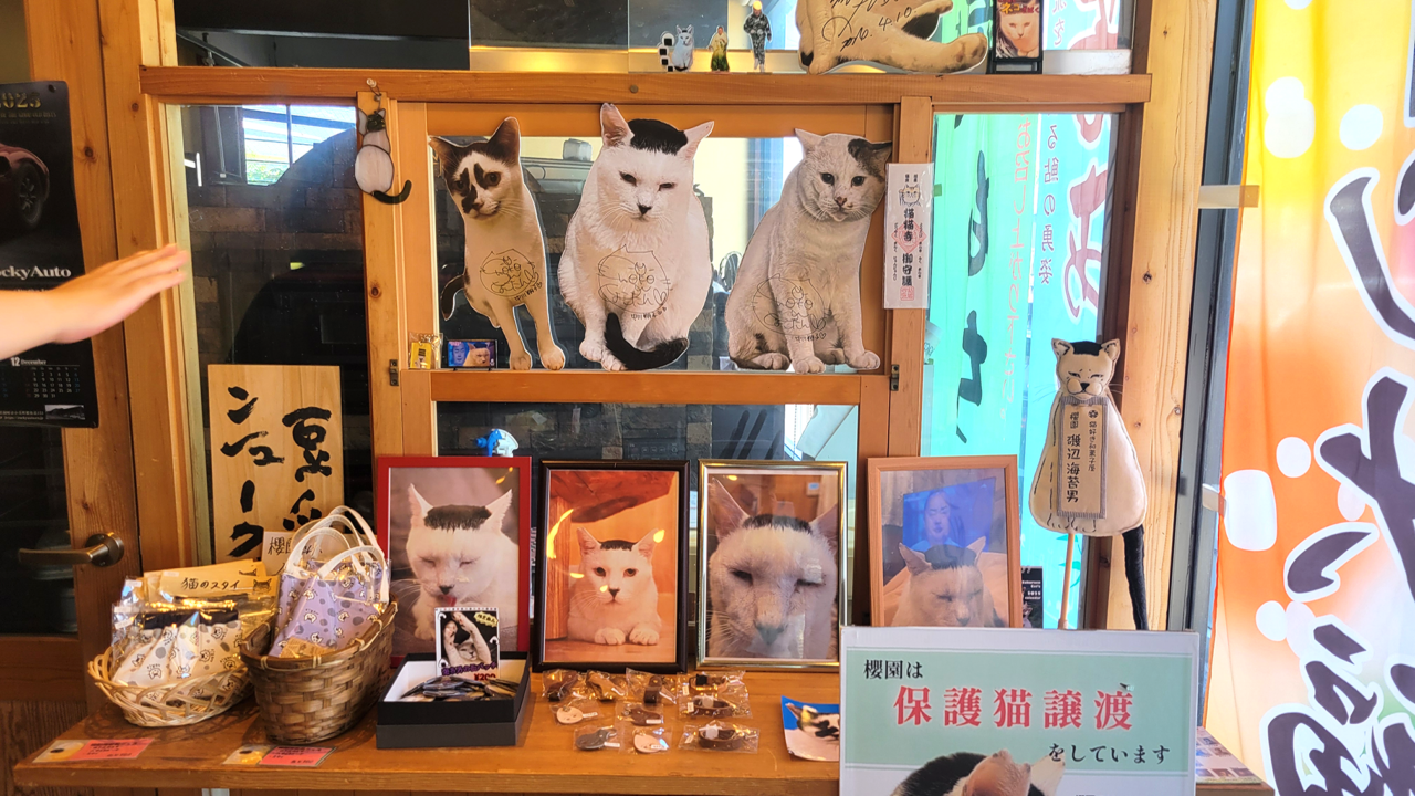 櫻園 大平店 保護猫