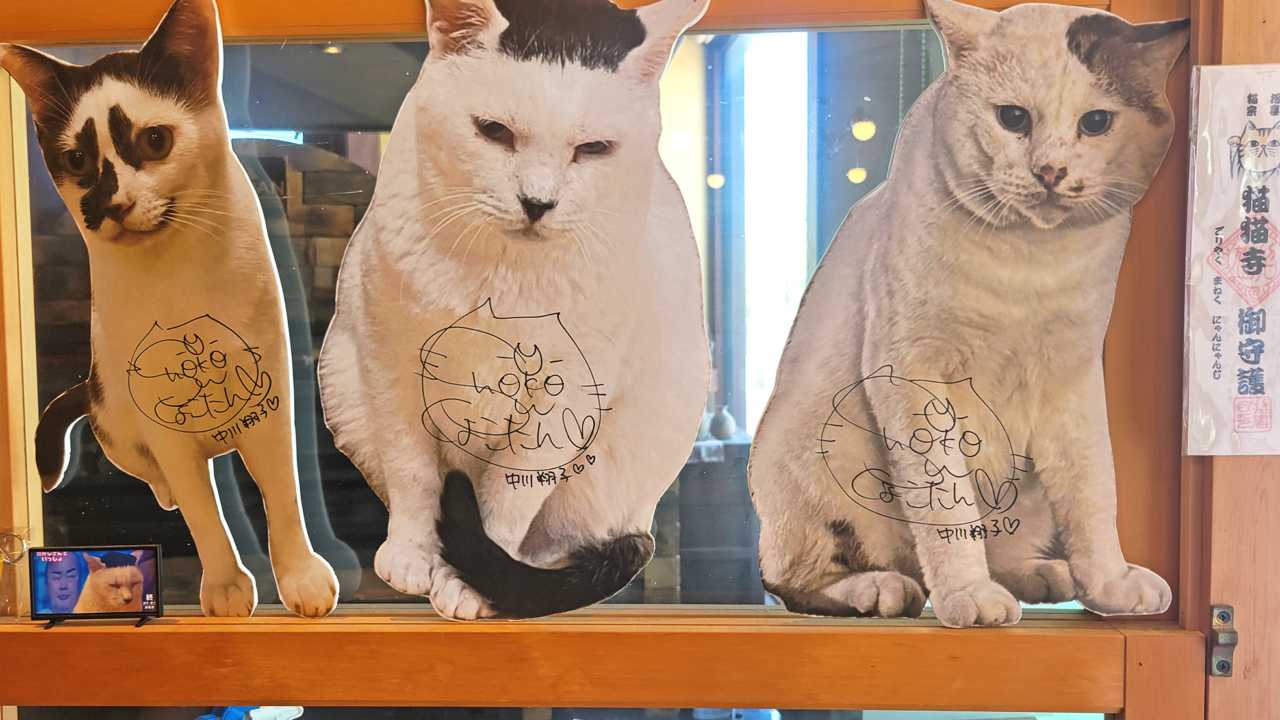 櫻園 大平店 保護猫