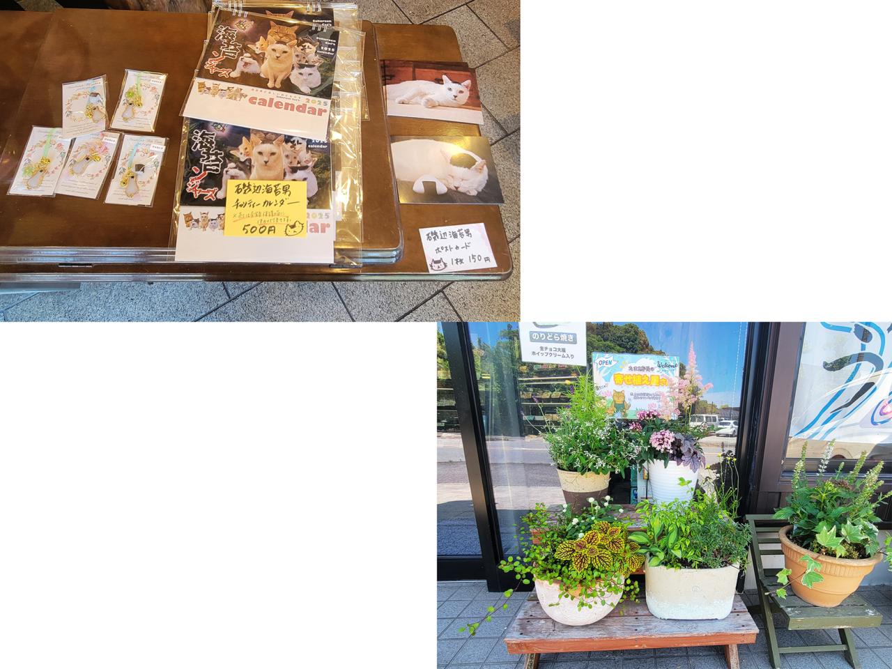 櫻園 大平店 保護猫