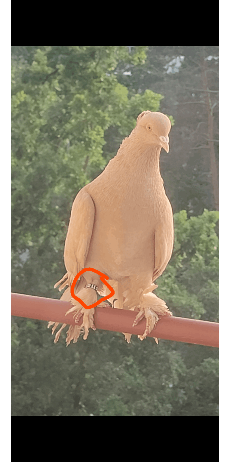 この鳩のタグの意味を知っている人はいますか？