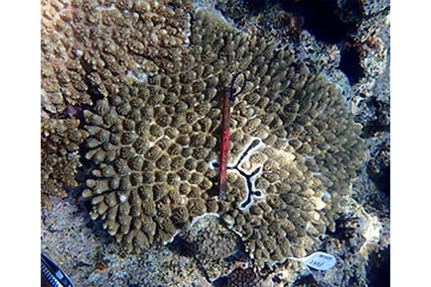 瀬底島でサンゴ交雑確認　琉大チーム　白化リスクに適応か　沖縄