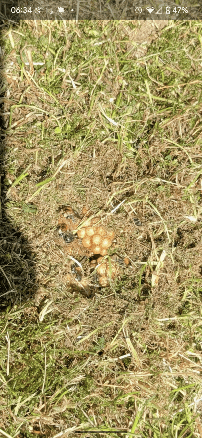庭で蜂の巣箱が見つかったときに何をすべきか