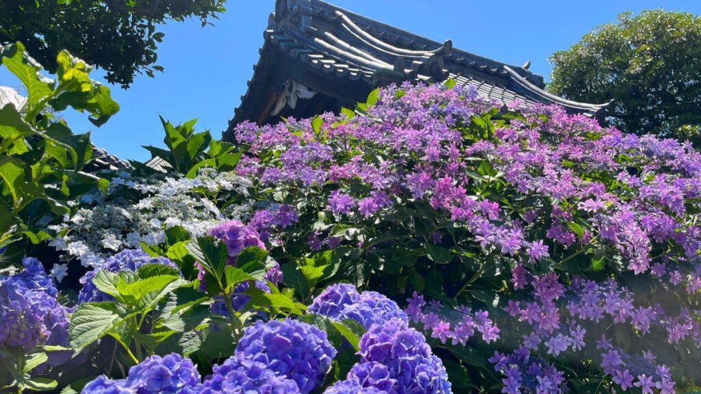 東京23区で楽しめる【超穴場】あじさい絶景3選！”あじさいロード”から”あじさい寺”まで（oto） - エキスパート - Yahoo!ニュース - Yahoo!ニュース