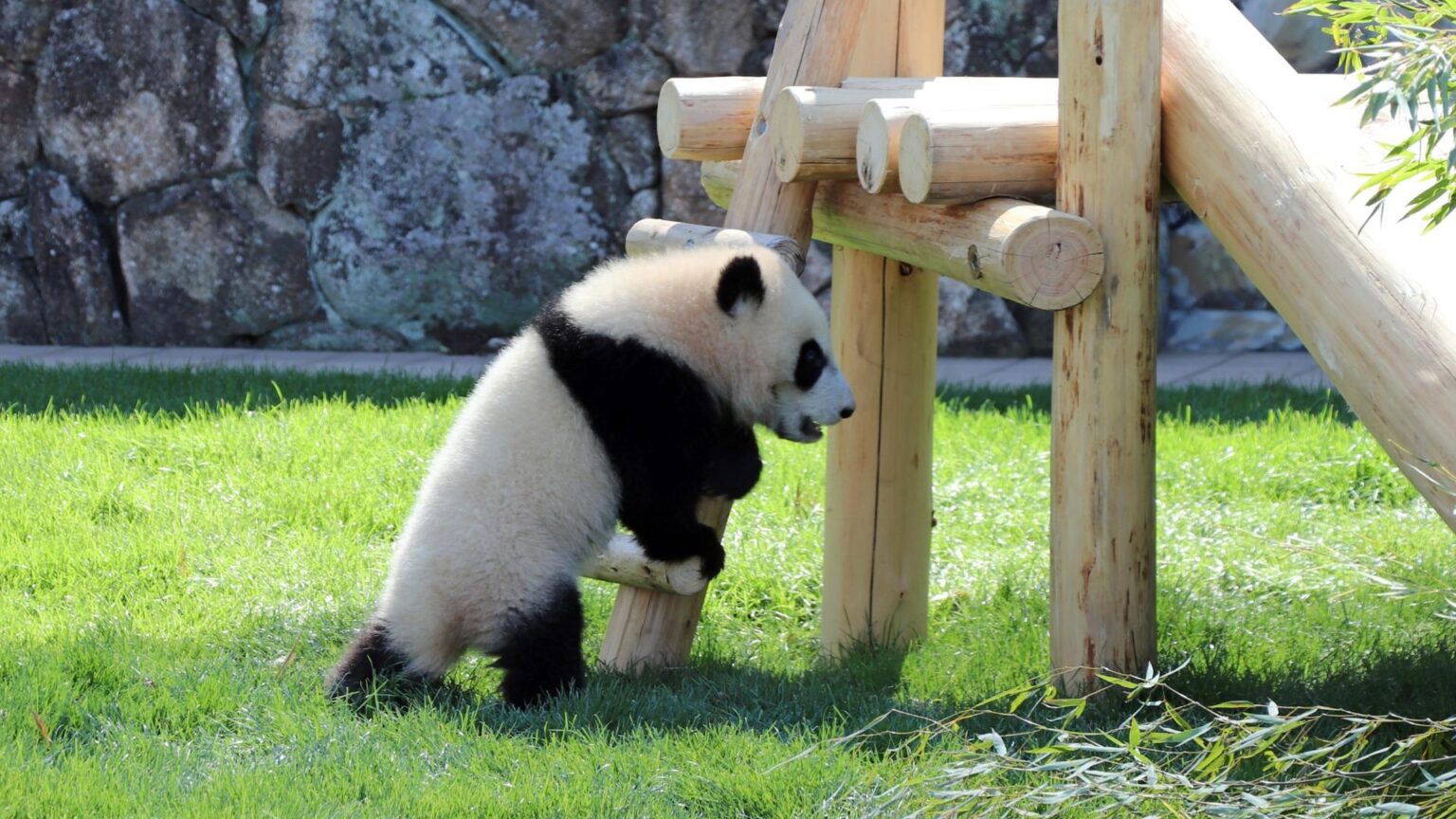 中国ではパンダの返還をどのように報道している？日本生まれの和歌山のパンダ4頭、いよいよ中国へ #エキスパートトピ（中島恵） - エキスパート - Yahoo!ニュース - Yahoo!ニュース