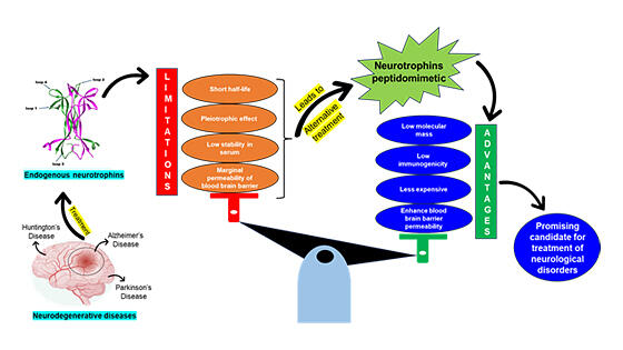 神経変性疾患の治療にペプチドミメティクスが有望 インド|インド科学技術ニュース|Science Portal India インドの科学技術の今を伝える 神経変性疾患の治療にペプチドミメティクスが有望 インド|インド科学技術ニュース|Science Portal India インドの科学技術の今を伝える