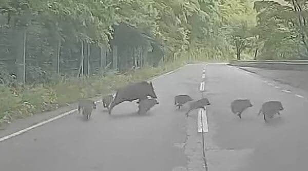 あわや衝突…イノシシ13頭の群れが飛び出す 親1頭、うり坊12頭が道路を横断 専門家「子どもを産んで、子連れの母親がうろうろしている時期、注意を」 長野県池田町