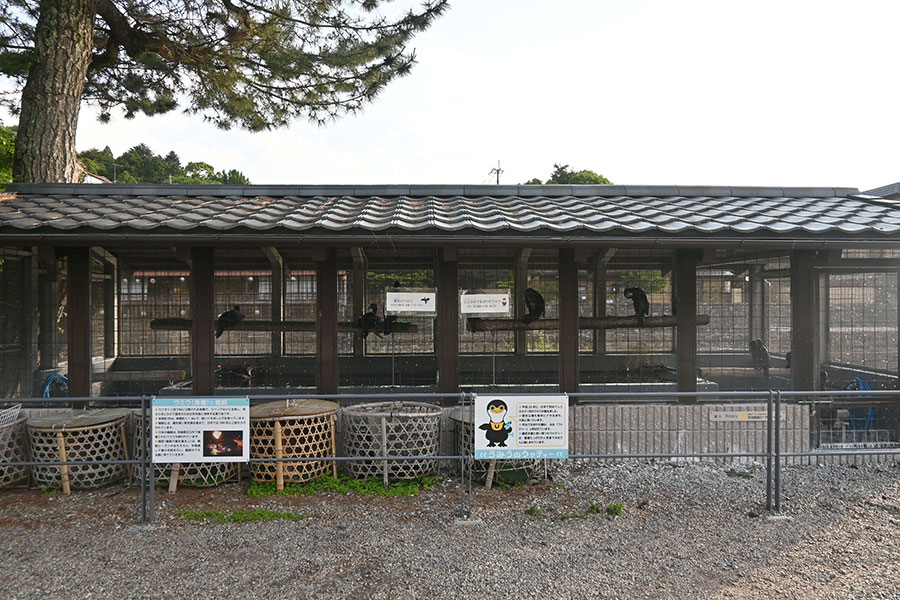 中州に佇む鵜小屋で、人工ふ化で産まれた鵜「ウッティー」を見ることができた！