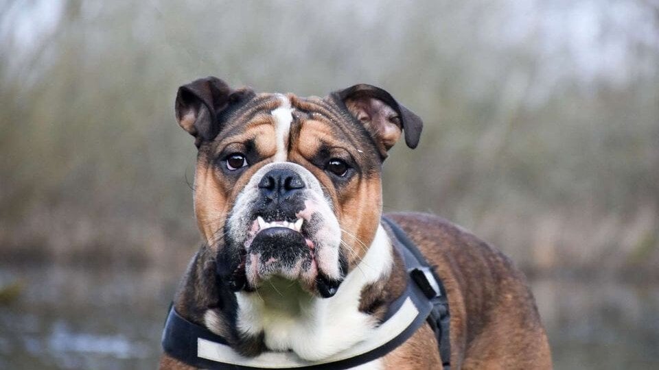 かわいいからといって犬を繁殖させるのは終わったはずです