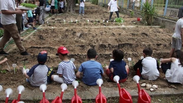野菜は、新学期から学校、幼稚園、小学校に来ます