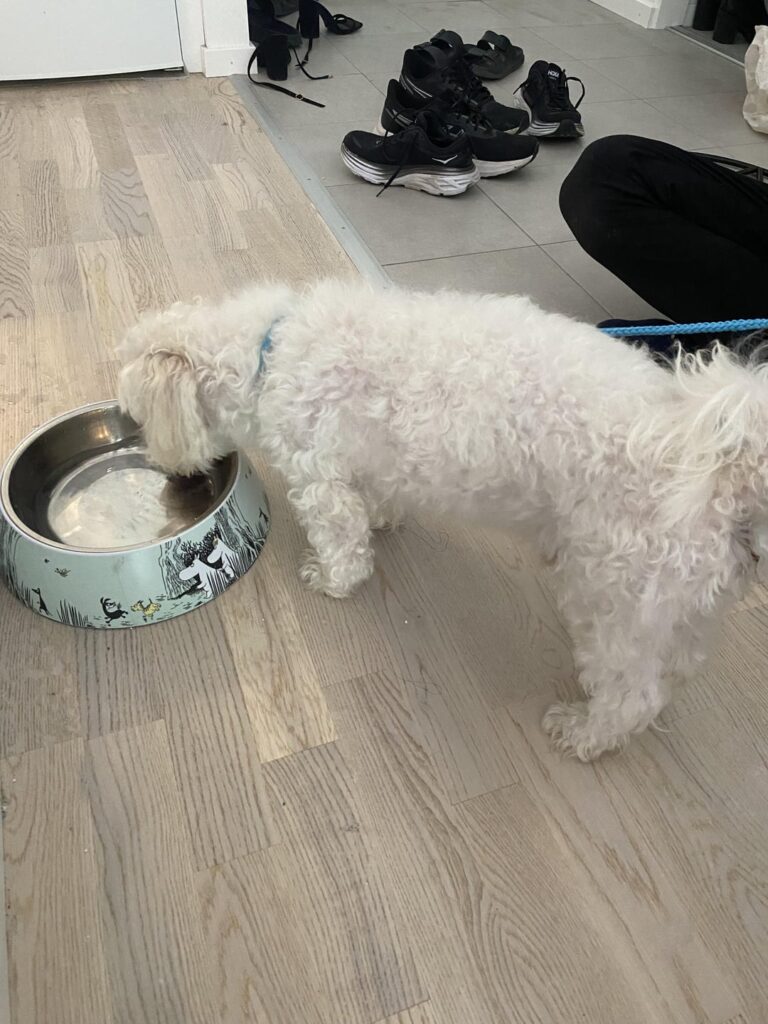 犬のリンケーピを見つけました、ベルガ