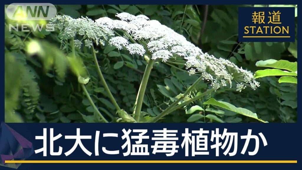 通報者「違和感が」“世界で最も危険”驚異の繁殖力…札幌に国内未確認の猛毒植物か