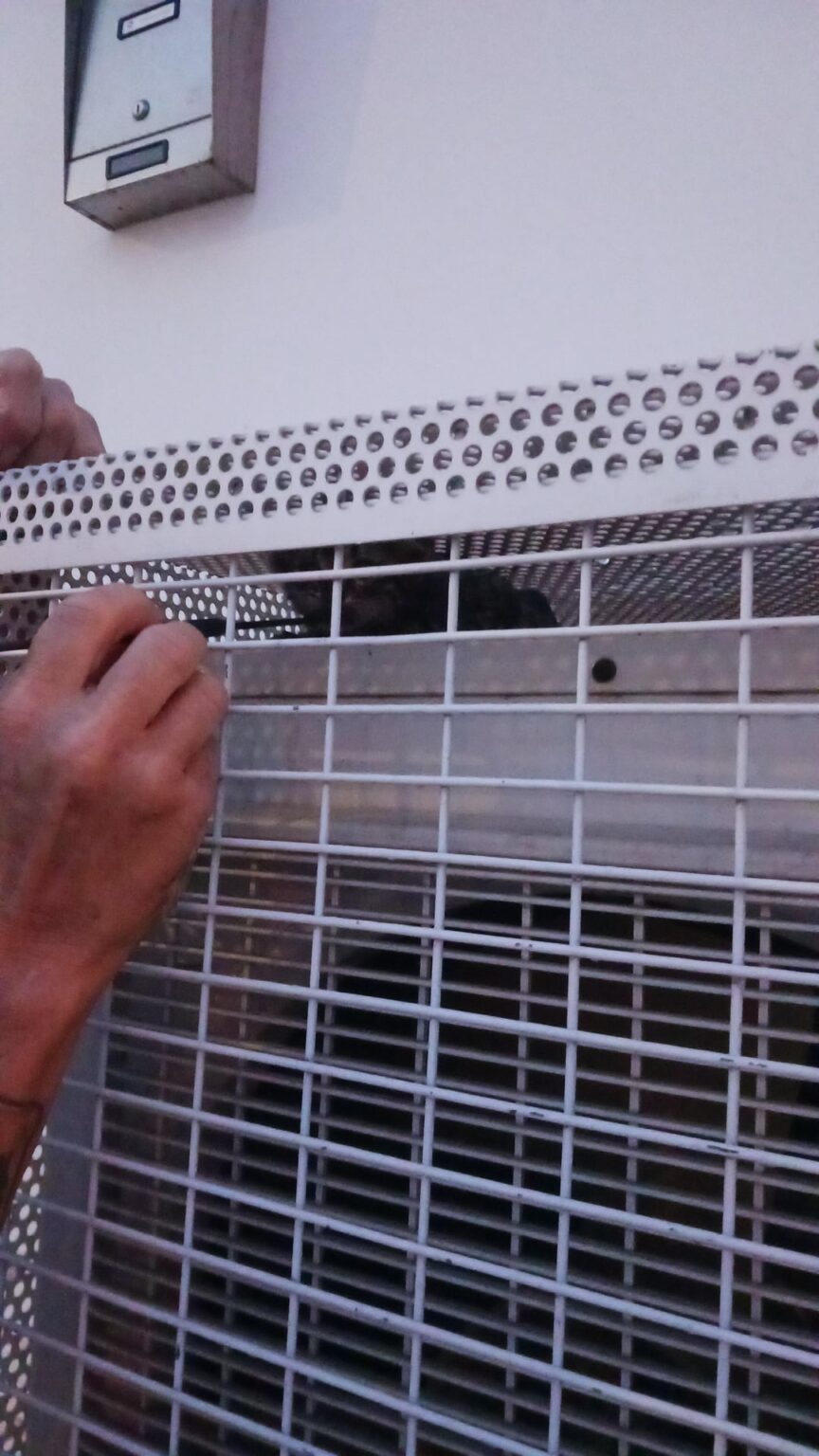 エアコンユニットで見つかった非常に小さな子猫