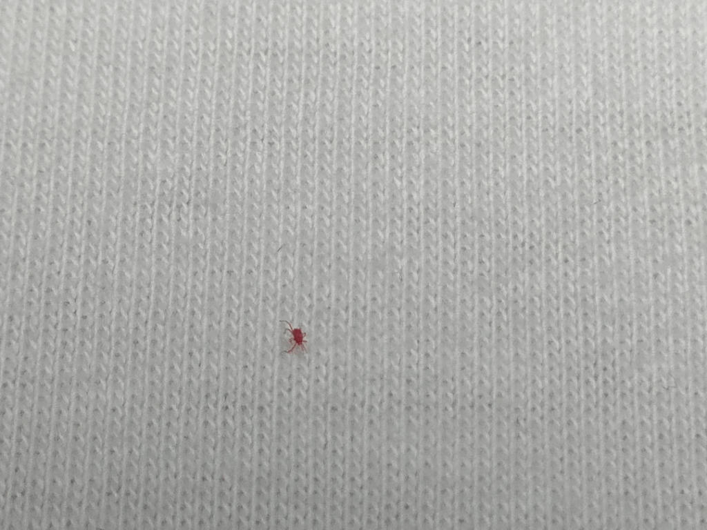 この種は何ですか？毎日私のベッドでそれらのいくつかを見つけました - 非常に小さく、クローバーダニのように見えません - 場所：ミュンヘン