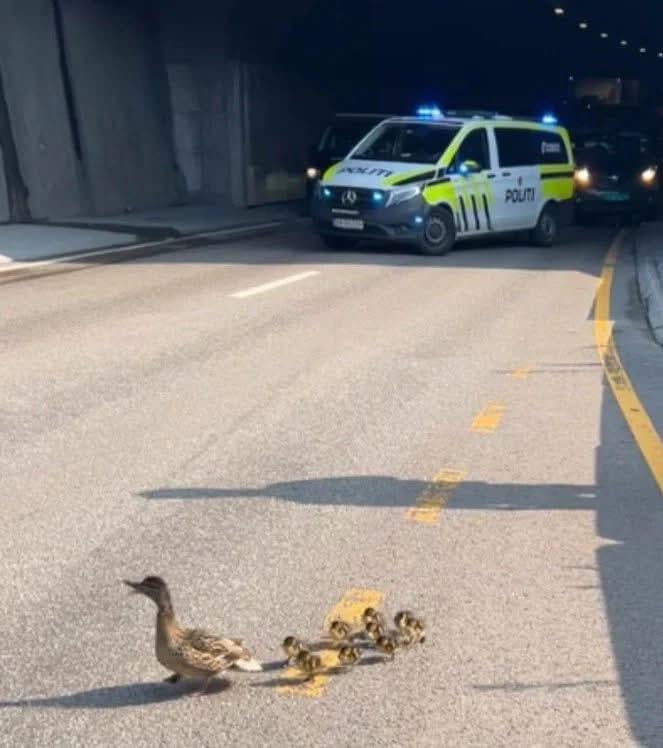 警察はノルウェーで正しく行われました