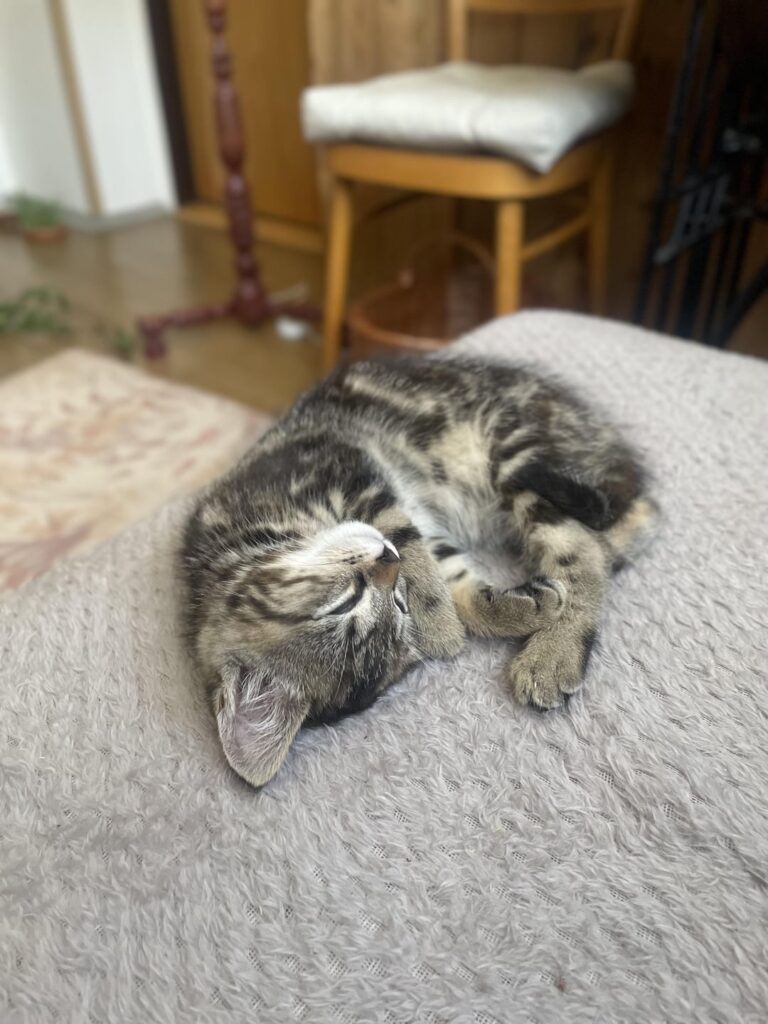 猫のための最高品質の食べ物