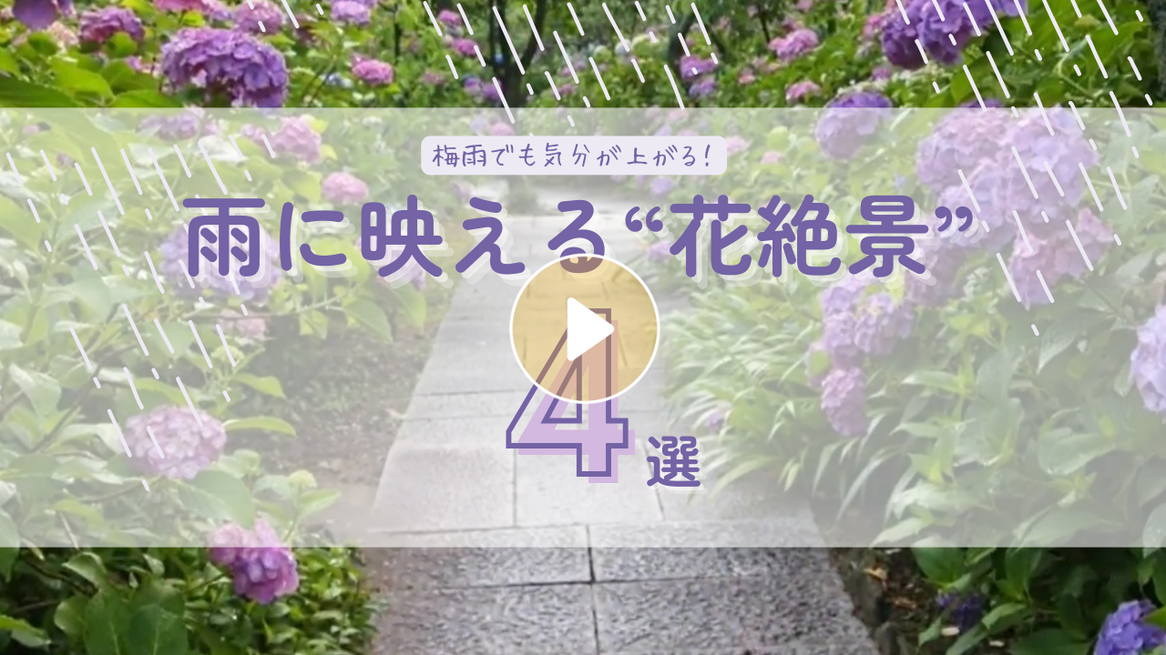 Locipoで動画を見る