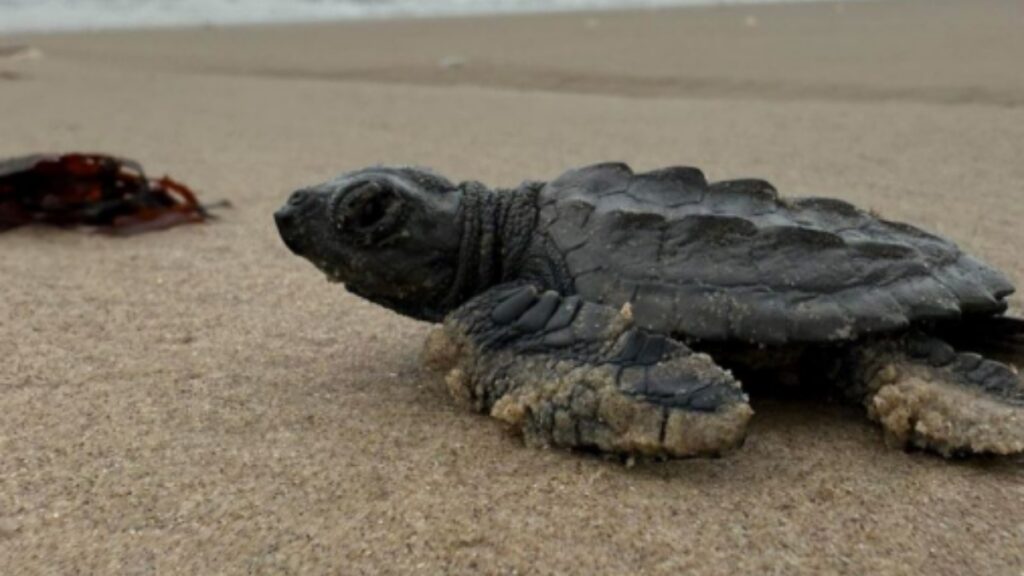 メキシコの海岸に漂着するスペースＸのロケット残骸、絶滅危惧のウミガメに影響の懸念 - CNN.co.jp