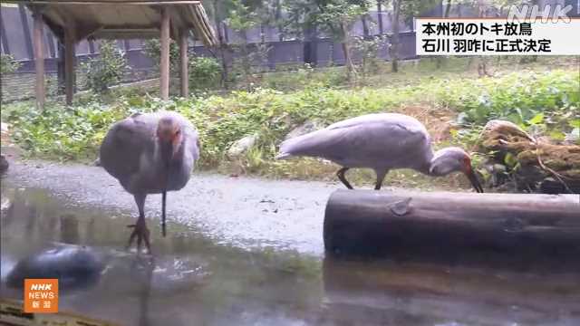 本州初のトキ放鳥 来年６月ごろ石川県羽咋市邑知潟周辺に決定｜NHK 新潟県のニュース