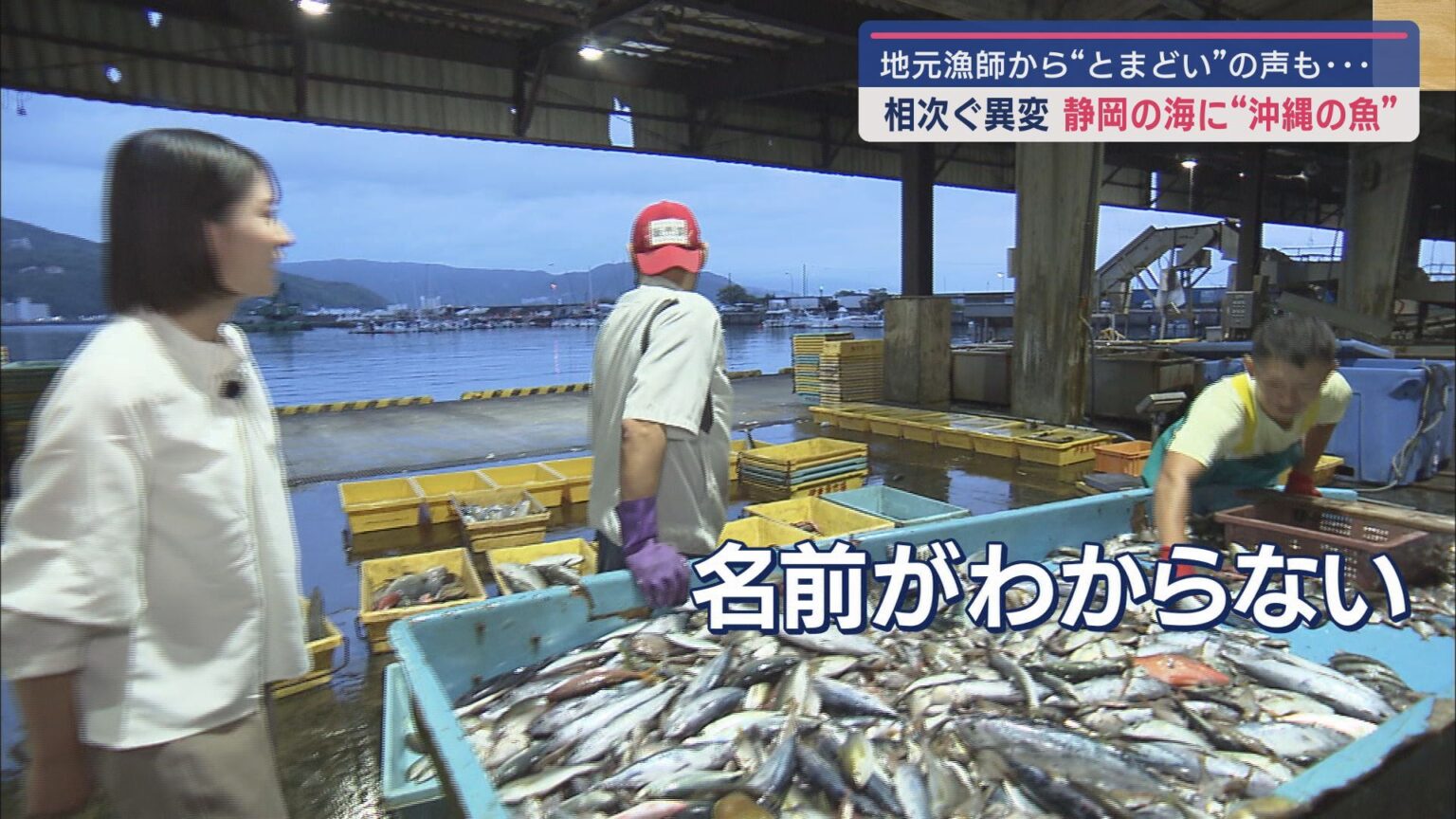 なぜ？　静岡県の海に”沖縄の魚”が泳いでる - LOOK 静岡朝日テレビ