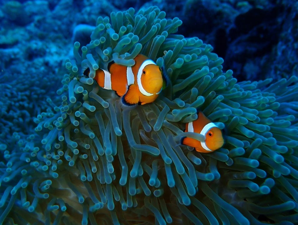 clownfish hiding in sea anemone