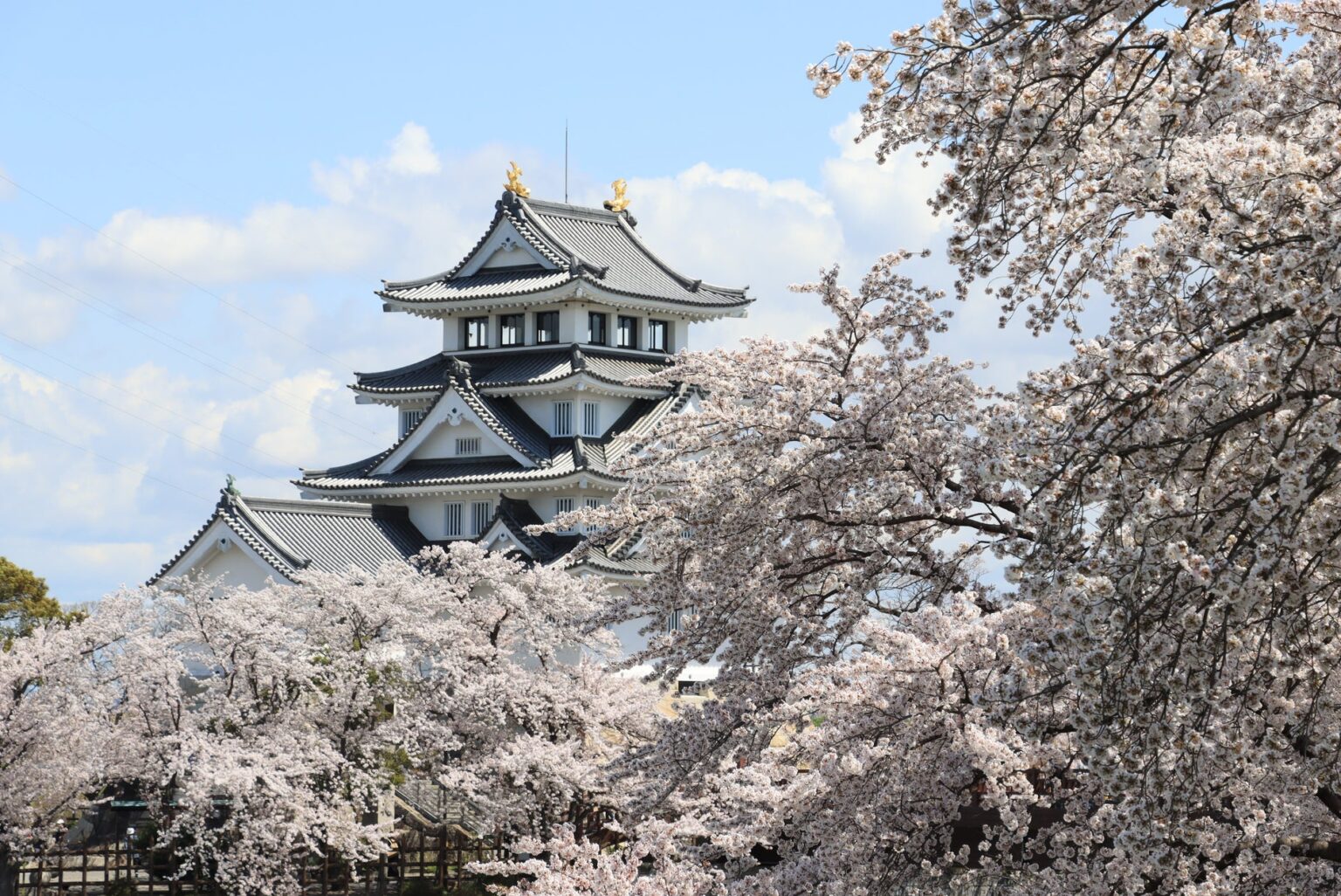 清流の国ぎふ News Letter 2025年3月号 ー戦国のメインステージ岐阜＆桜の名所を大特集！ー