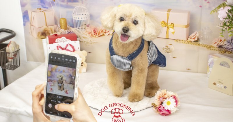 (( 2025.07.03 )).本日ご来店のモデルちゃん🐶今月16歳のお誕生日だそうです✨🌻🎂Happy birthday🎂🌻今日はAco...（2025.07.03） | 福島市のトリミングサロン 犬の美容室Poo（プー）│トリミング・ペットホテル・南福島・ペット