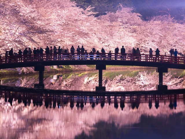 「桜が美しいと思う都道府県」ランキング！ 同率2位「青森県」「東京都」を抑えた1位は？