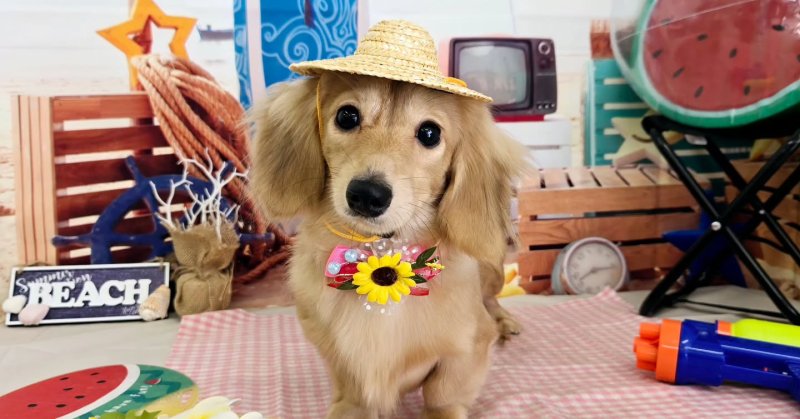 (( 2025.07.06 )).本日ご来店のモデルちゃん🐶Acocoセットを使用してサラサラのツルツルになりました！いつもご来店頂き有...（2025.07.06） | 福島市のトリミングサロン 犬の美容室Poo（プー）│トリミング・ペットホテル・南福島・ペット