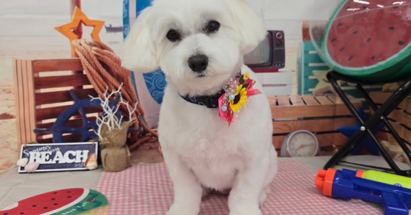 (( 2025.07.06 )).本日ご来店のモデルちゃん🐶Acocoセットを使用してふわっふわになりました！いつもご来店頂き有難うご...（2025.07.06） | 福島市のトリミングサロン 犬の美容室Poo（プー）│トリミング・ペットホテル・南福島・ペット