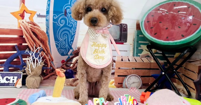 (( 2025.07.08 )).本日ご来店のモデルちゃん🐶Acocoセットを使用してふわっさらになりました！そして今月13歳のお誕生日だ...（2025.07.08） | 福島市のトリミングサロン 犬の美容室Poo（プー）│トリミング・ペットホテル・南福島・ペット