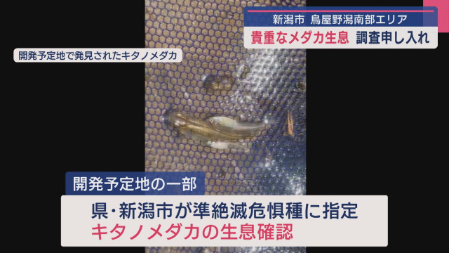 大型商業施設の建設計画「鳥屋野潟南部エリア」で貴重なメダカ生息 市に調査申し入れ【新潟】