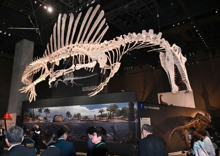 恐竜スピノサウルスを公開、福井 １４メートルの全身骨現再現 | | 全国のニュース
