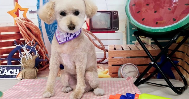 (( 2025.07.12 )).本日ご来店のモデルちゃん🐶Acocoセットを使用してふわっふわのもっこもこになりました！いつもご来店頂...（2025.07.12） | 福島市のトリミングサロン 犬の美容室Poo（プー）│トリミング・ペットホテル・南福島・ペット