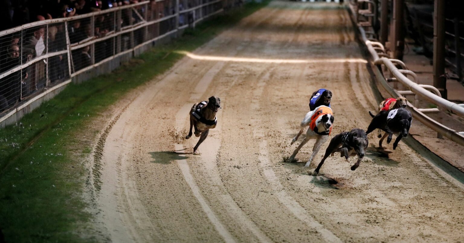 ＮＺがドッグレース禁止　負傷率高く批判　来年末まで段階的に縮小 | ロイター