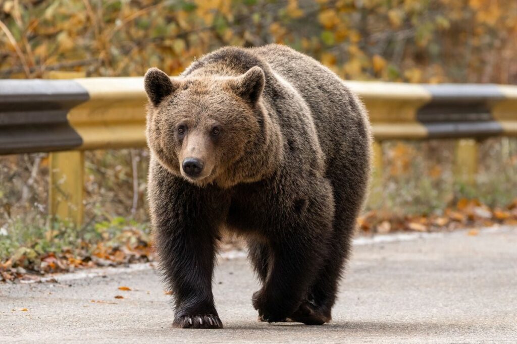 今度は北海道でヒグマによる凄惨な人身被害、市街地で人を襲うクマをどうするか、「森に返せばいい」は通用しない(1/4) | JBpress (ジェイビープレス)
