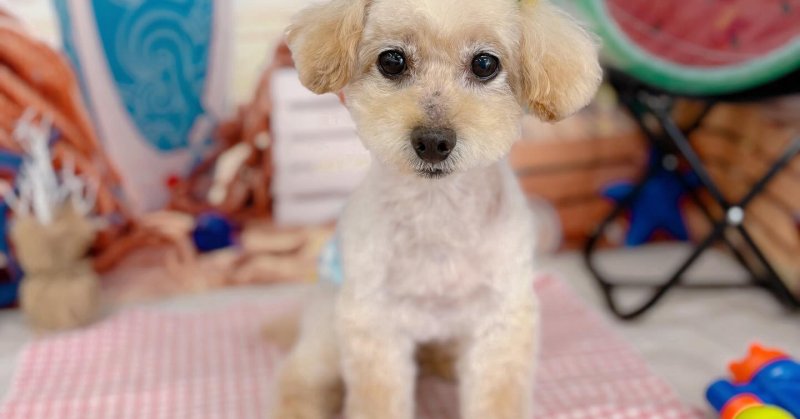 (( 2025.07.15 )).本日ご来店のモデルくん🐶Acocoセットでお肌良くなるといいですね！いつもご来店頂き有難うございま...（2025.07.15） | 福島市のトリミングサロン 犬の美容室Poo（プー）│トリミング・ペットホテル・南福島・ペット
