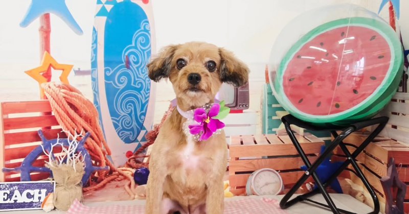 (( 2025.07.16 )).本日ご来店のモデルちゃん🐶Acocoシャンプーでさらふわになりました✨いつもご来店頂き有難うございま.....（2025.07.16） | 福島市のトリミングサロン 犬の美容室Poo（プー）│トリミング・ペットホテル・南福島・ペット