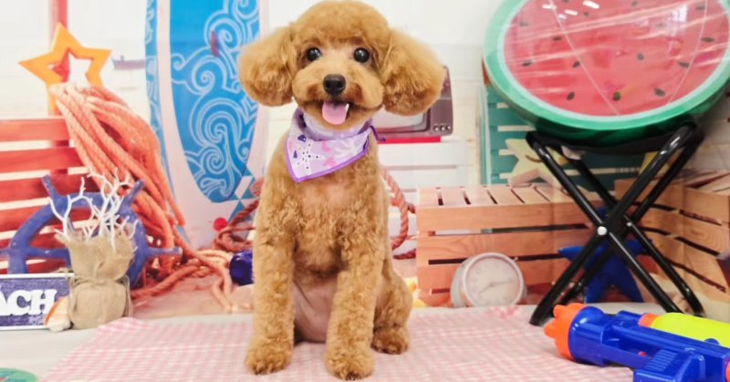 (( 2025.07.17 )).本日ご来店のモデルちゃん🐶Acocoシャンプーを使用してふわっふわになりました！いつもご来店頂き有難う...（2025.07.17） | 福島市のトリミングサロン 犬の美容室Poo（プー）│トリミング・ペットホテル・南福島・ペット