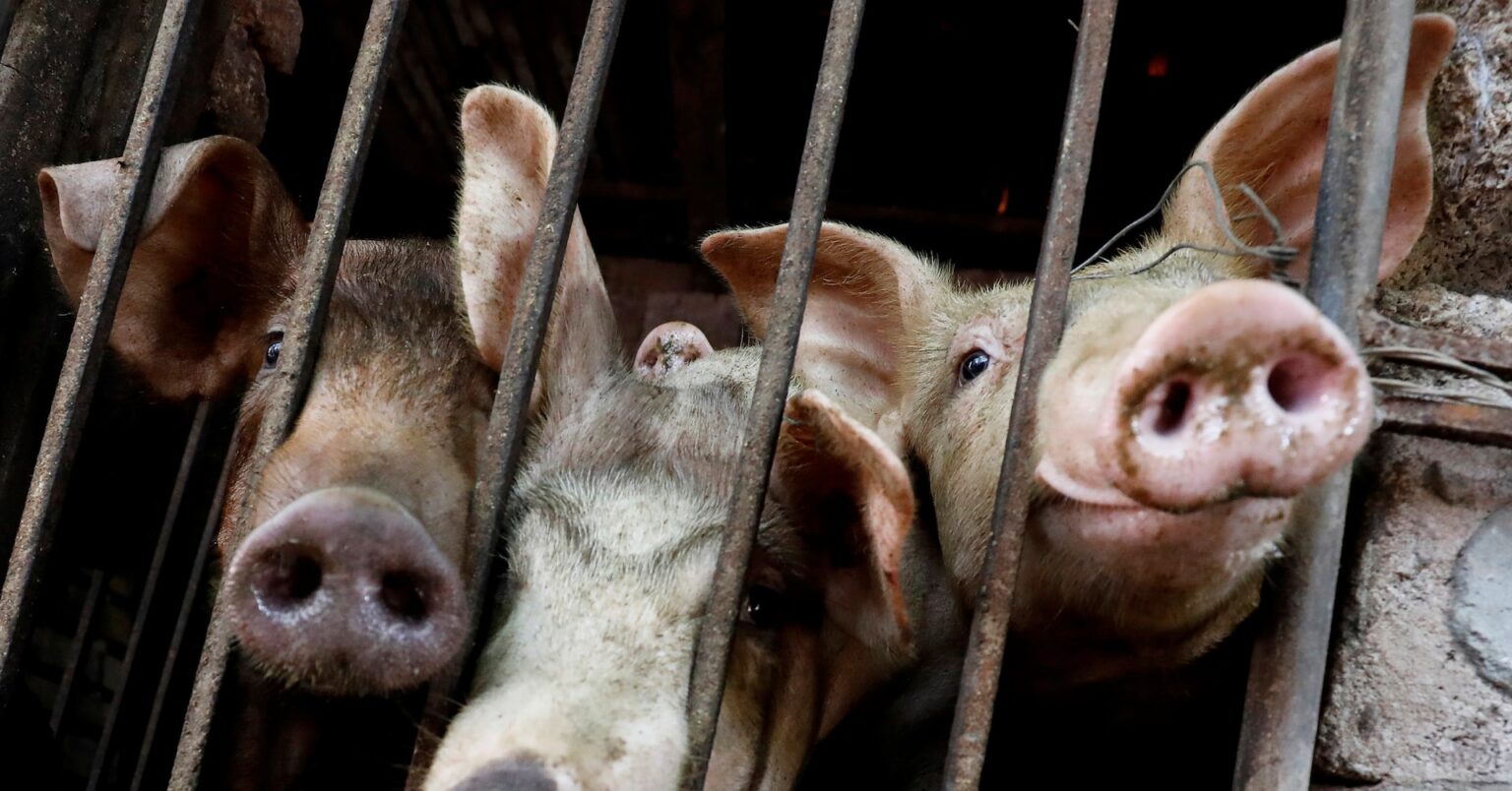 ベトナム、アフリカ豚熱感染深刻 アジア向け食料供給に懸念 | ロイター ベトナム、アフリカ豚熱感染深刻 アジア向け食料供給に懸念 | ロイター