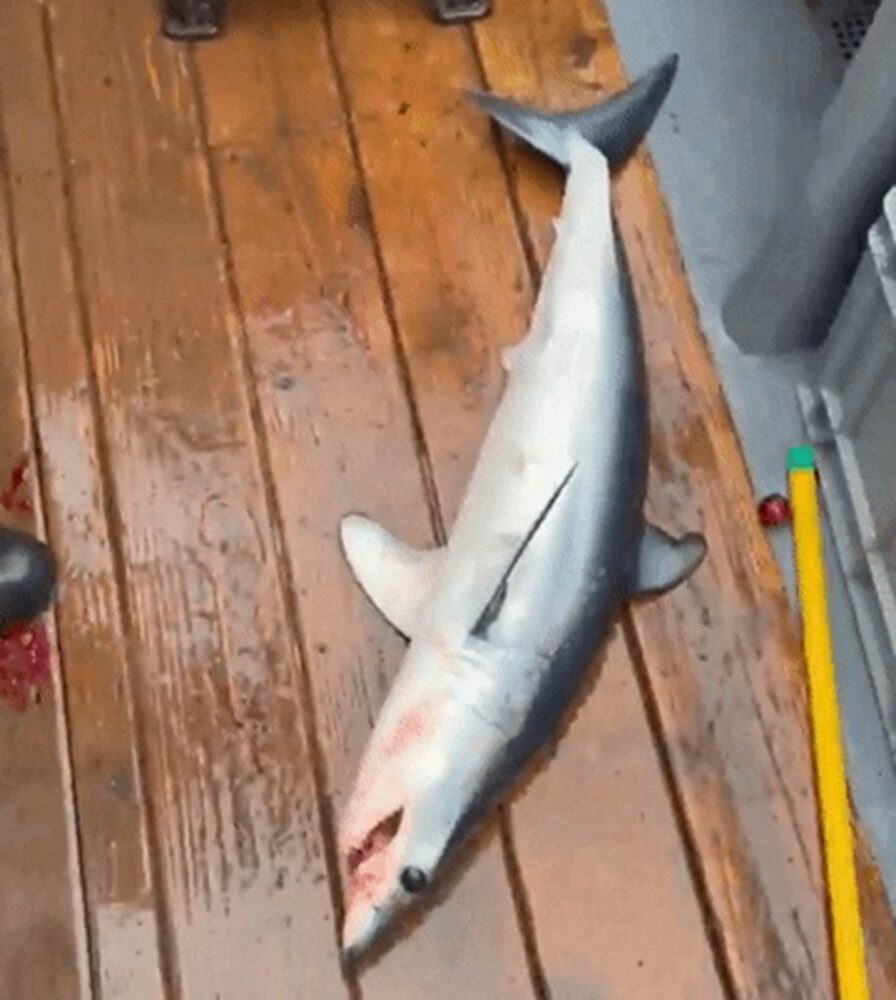韓国江原道沖にアオザメ出現…「熱帯化」する日本海、専門家「生態系の構造変化」　写真枚　国際ニュース：AFPBB News