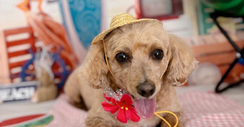 (( 2025.07.21 )).本日ご来店のモデルくん🐶Acocoセット、AcocoシャンプーとAcocoミルク温浴でふわふわになりました！い...（2025.07.21） | 福島市のトリミングサロン 犬の美容室Poo（プー）│トリミング・ペットホテル・南福島・ペット