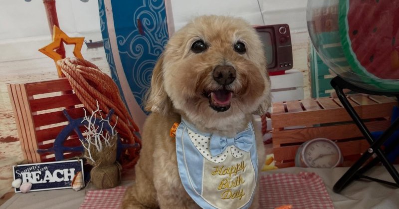 (( 2025.07.22 )).本日ご来店のモデルくん🐶今月15歳のお誕生日だそうです！💙🎂𝐇𝐚𝐩𝐩𝐲𝐁𝐢𝐫𝐭𝐡𝐝?...（2025.07.22） | 福島市のトリミングサロン 犬の美容室Poo（プー）│トリミング・ペットホテル・南福島・ペット