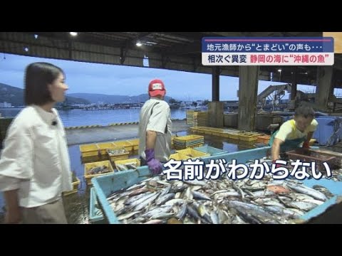 YouTube Video なぜ？　静岡県の海に”沖縄の魚”が泳いでる