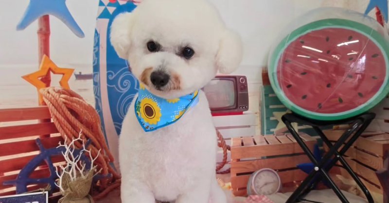 (( 2025.07.23 )).本日ご来店のモデルくん🐶Acocoシャンプーを使用してふわふわもこもこになりました！いつもご来店頂き有...（2025.07.23） | 福島市のトリミングサロン 犬の美容室Poo（プー）│トリミング・ペットホテル・南福島・ペット