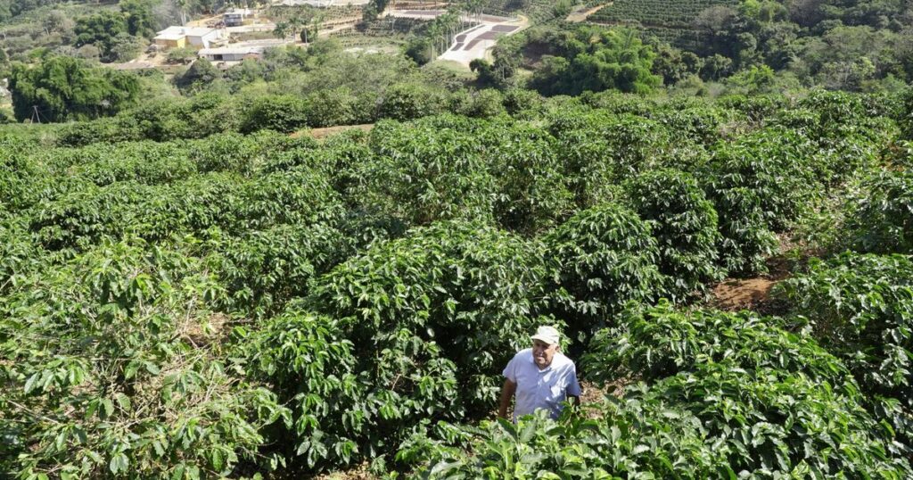 激震走る「コーヒーの町」　トランプ関税とブラジル　関税５０％、競争力低下懸念 - 琉球新報デジタル