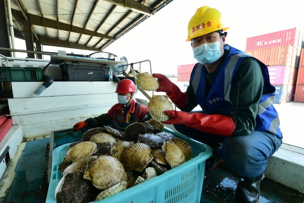 中国、トランプ関税、海水温の上昇、貧しくなった日本人……北海道のホタテ産業に次々と襲いかかる苦難 【安木レポート】ホタテから垣間見える、長期的な取引先とはみなされなくなった米国と中国(1/4) | JBpress (ジェイビープレス)
