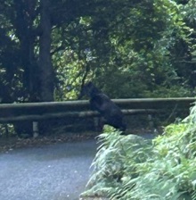 【速報】警戒地域外でクマ発見  ジョギング中の男性が目撃  専門家がツキノワグマと確認 奈良・宇陀市