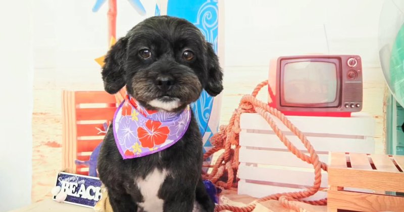 (( 2025.07.26 )).本日ご来店のモデルくん🐶Acocoシャンプーを使用してふわふわさらさらになりました！いつもご来店頂き有...（2025.07.26） | 福島市のトリミングサロン 犬の美容室Poo（プー）│トリミング・ペットホテル・南福島・ペット